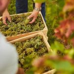 Organic and Biodynamic Winemaking in Italy – A Sustainable Approach