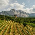 The Impact of Terroir on Italian Wine