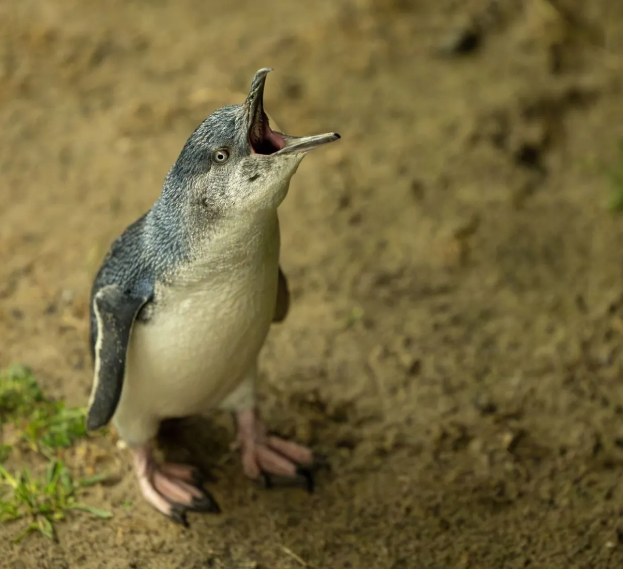 Penguin Parade