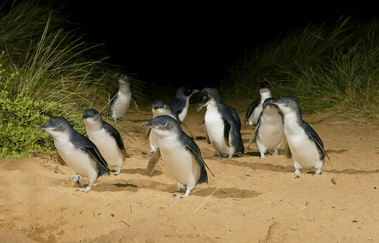 Phillip Island Penguin Parade