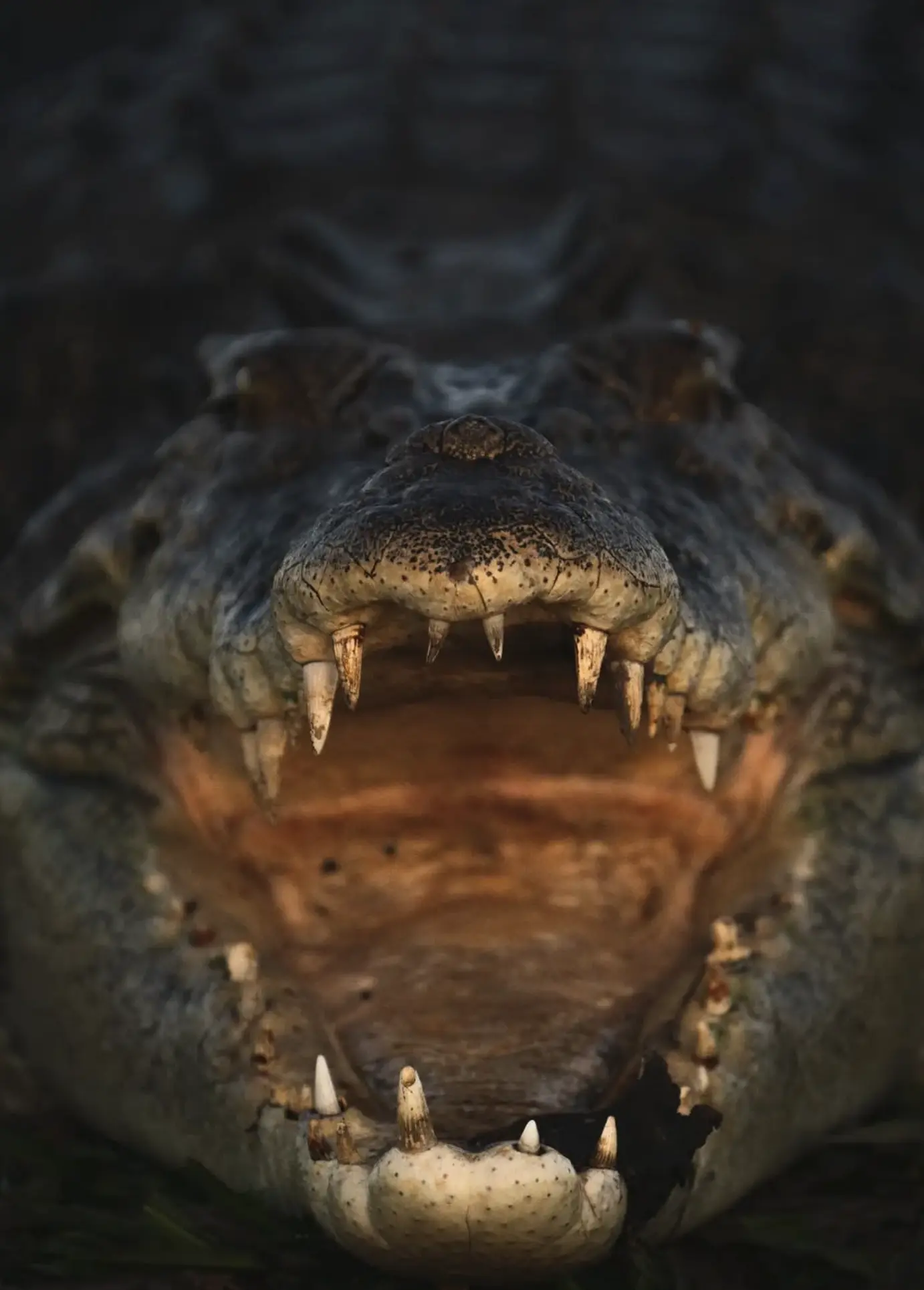 Endangered species in Kakadu National Park