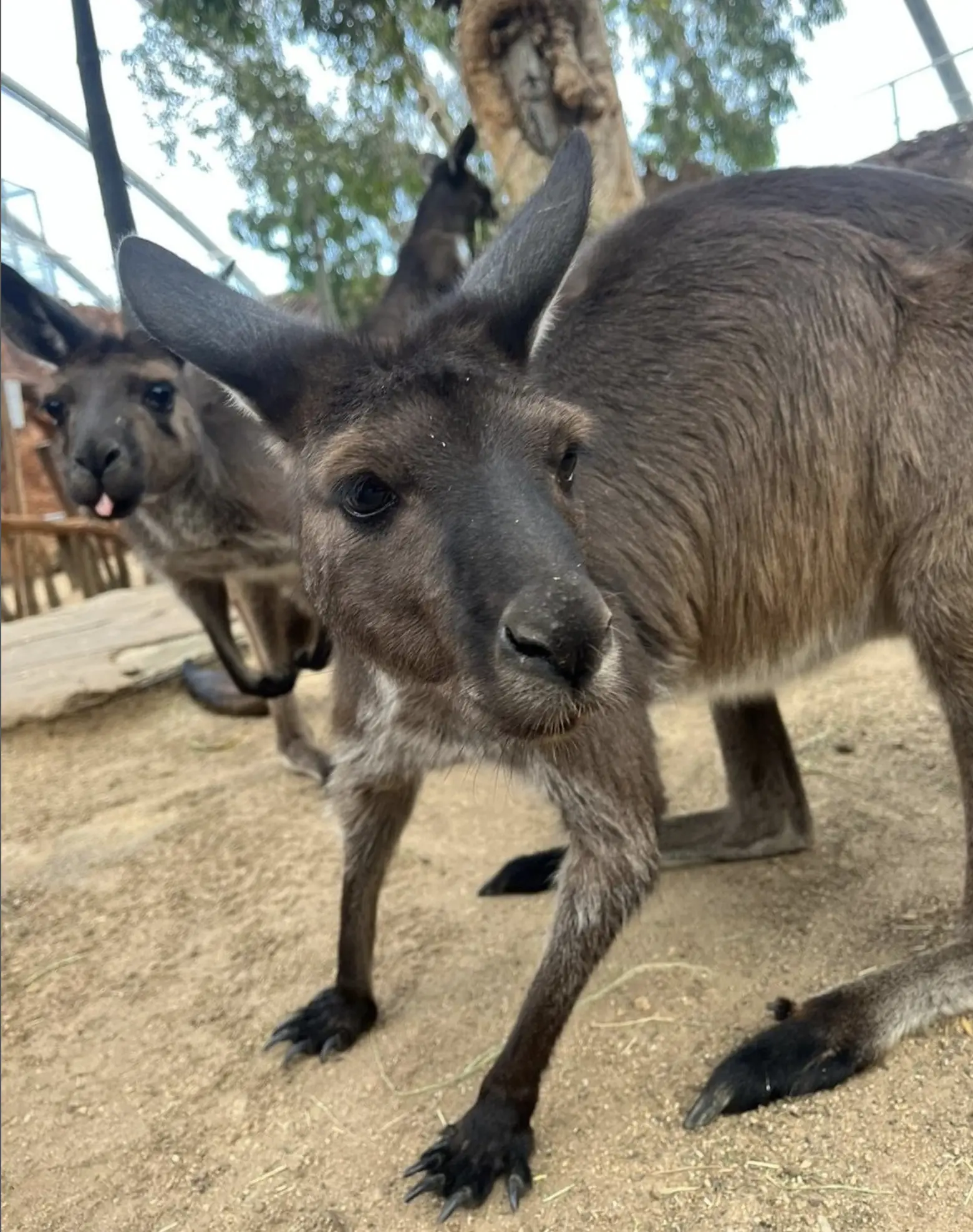 Kakadu Conservation Efforts