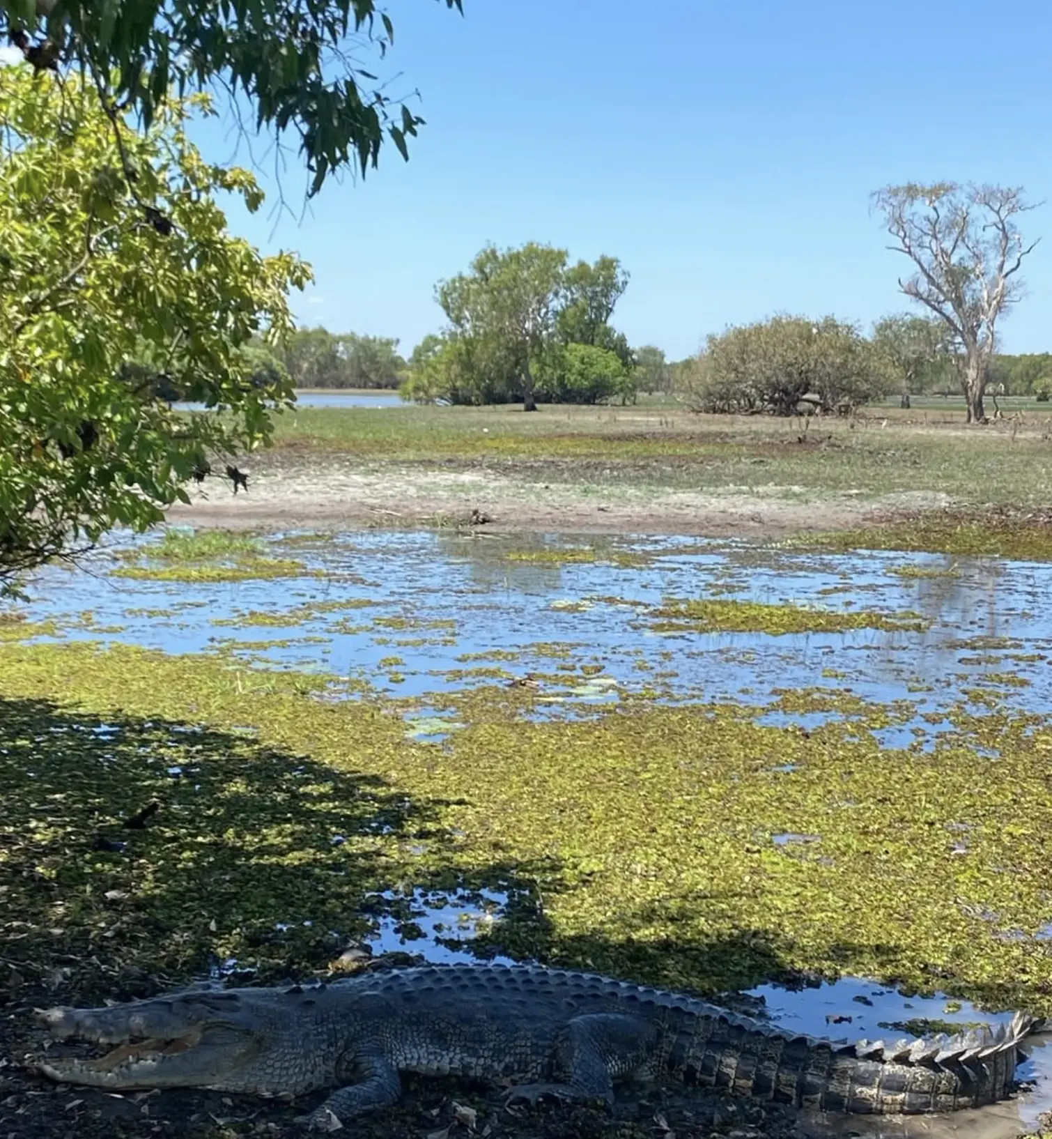 Kakadu freshwater crocodile