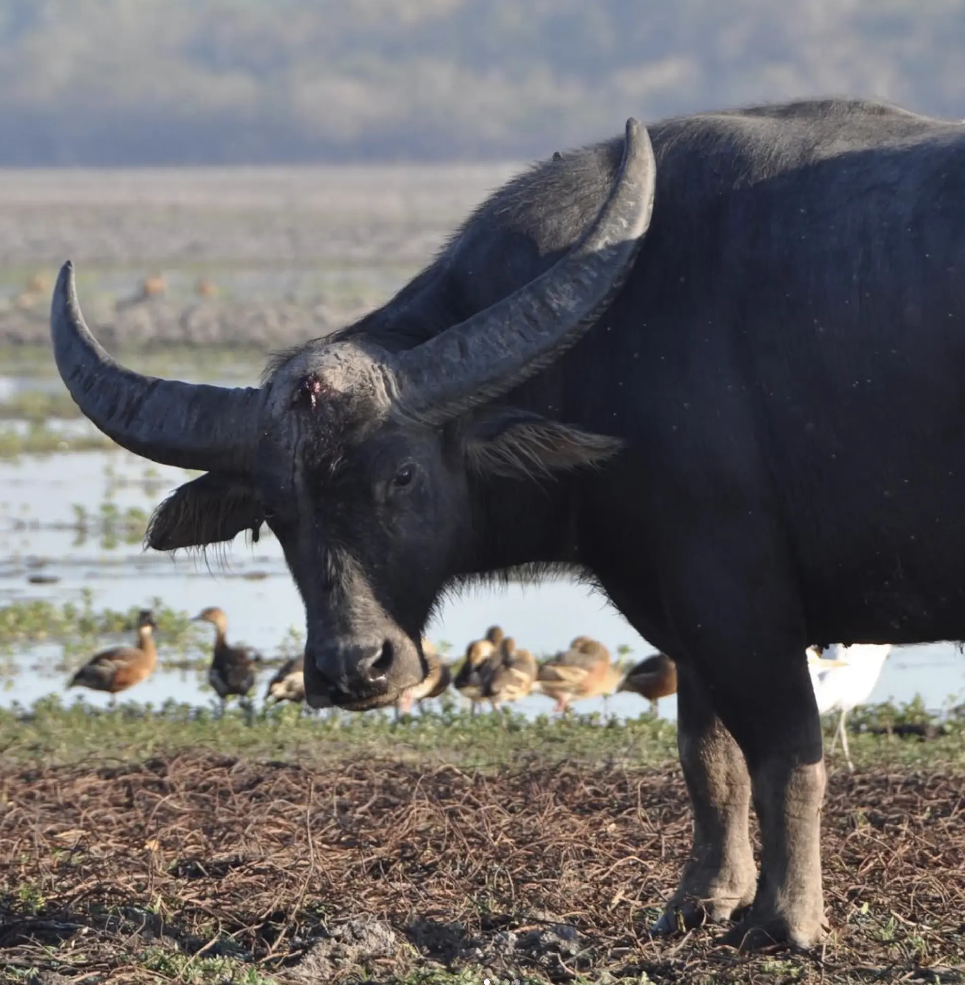 Kakadu National Park Wildlife