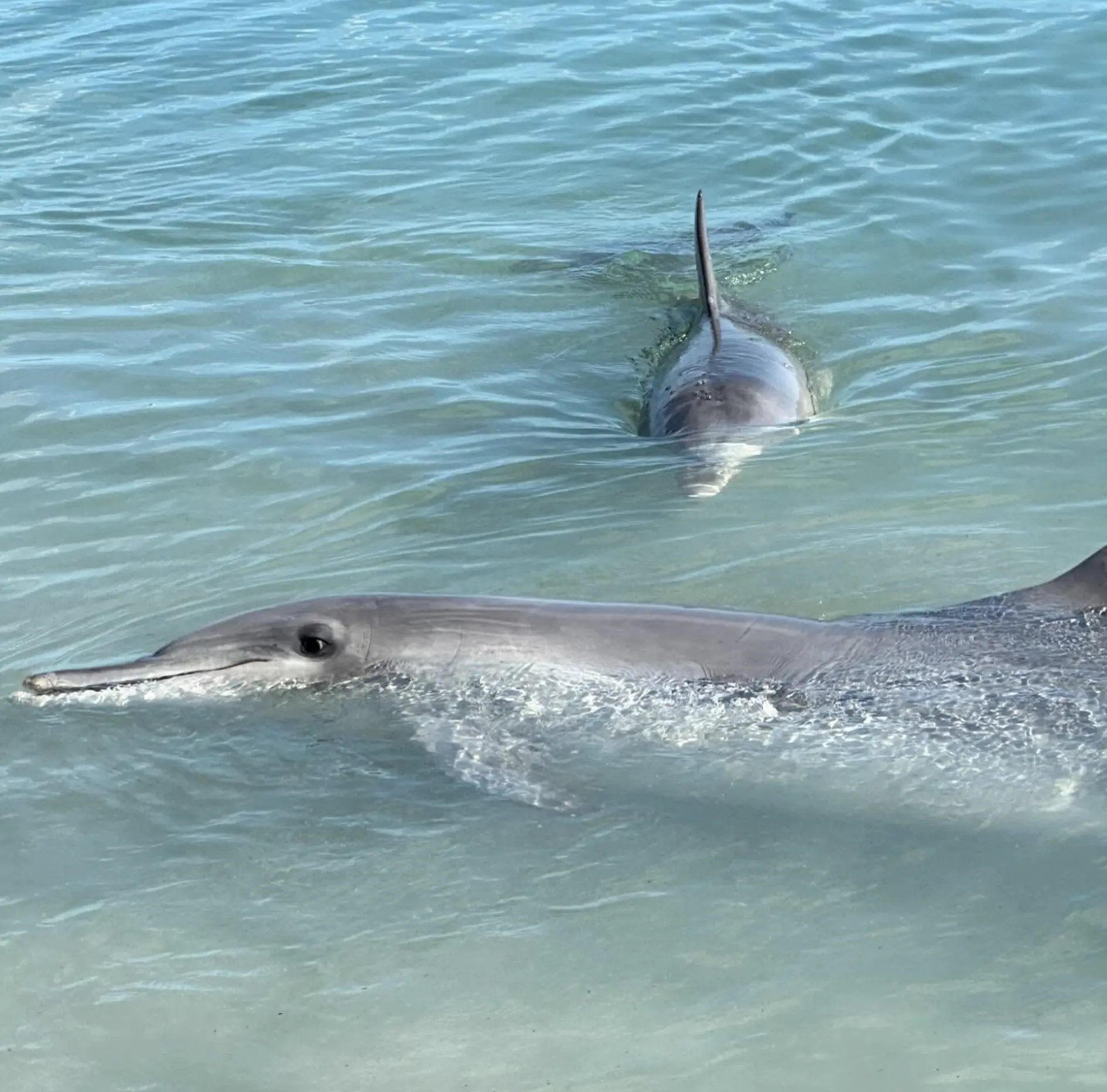 Monkey Mia Dolphins