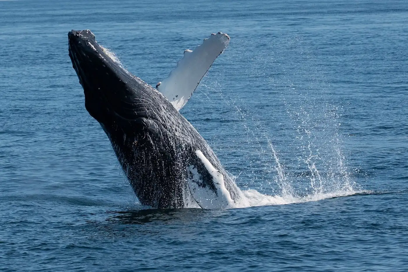 Whale Watching Turns This Into A Different Kind Of Trip